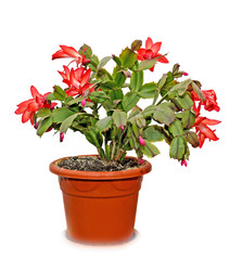 Red Schlumbergera truncata flowers in flowerpot, Christmas and Thanksgiven cactus