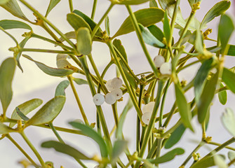 Viscum album, mistletoe branch, family Santalaceae, white berry
