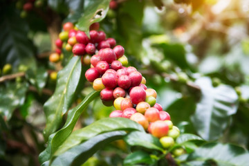 Coffee beans on trees