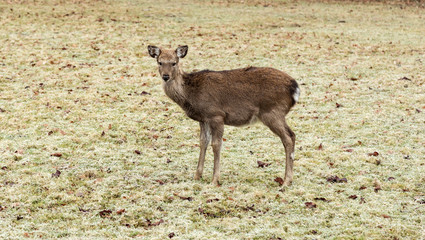 A shy deer close to year end
