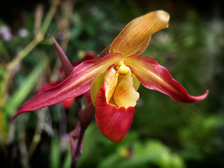 Frauenschuh, Cypripedium, Pahiopedilum