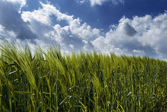 Getreidefeld im Sommer