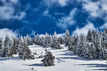 Naklejka premium Winter landscape on a sunny day in the Giant Mountains in Poland.