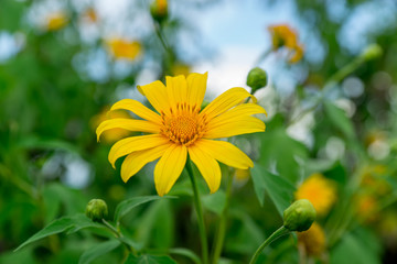 Yellow Flower Blooming