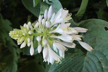 White "Plantain Lily" flowers (or Hosta, Giboshi) in St. Gallen, Switzerland. Its Latin name is Hosta Sieboldii, native to Japan. © RukiMedia
