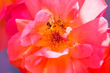 Fototapeta premium Pink and orange rose close, pistils, stamens, pollen.