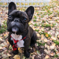black French bulldog in red tie sit on green grass in sunny autumn day