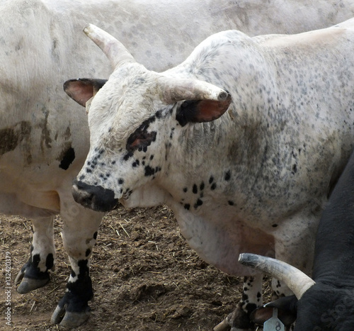 My Image 61