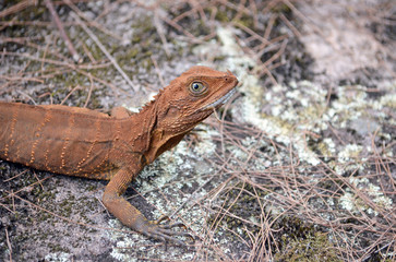Australian Eastern Water Dragon (Itellagama lesueurii) on colourful lichen covered sandstone rock, Royal National Park, Sydney. Face molting exposing white scales.