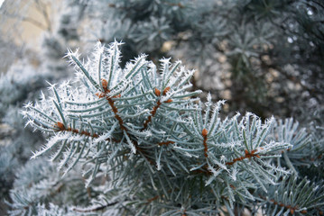 Naklejka na ściany i meble Frost and ice crystals on a small spruce tree on a cold morning. Winter background. Selective focus