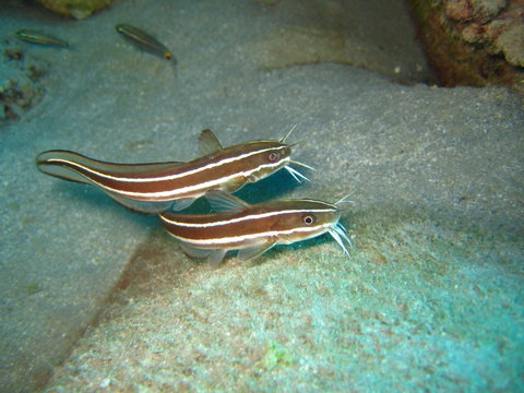 Korallenwelse