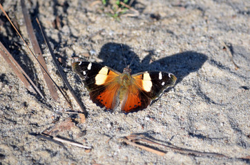 Naklejka premium Australian Yellow Admiral butterfly, Vanessa itea, casting a shadow on the ground in the Royal National Park, Sydney