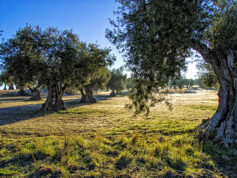 Atardecer en campo de olivos