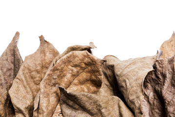 Dry leaves, Heap of dry leaves. isolated on white background.