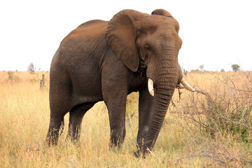 Fototapeta na wymiar African elephant. Safari in the Kruger National Park. South Africa. 