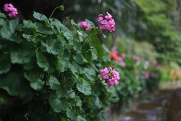 Pink Flowers