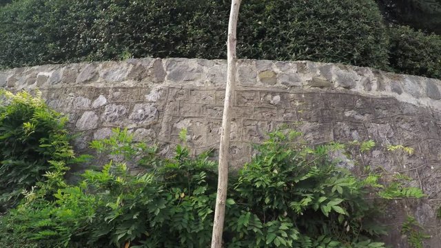 Stone wall with climbing plants