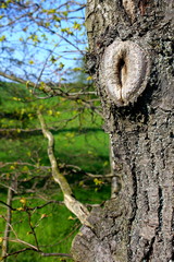 tree eye in the bark of an old tree