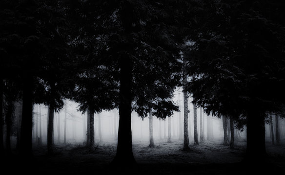 Fototapeta dark and scary forest