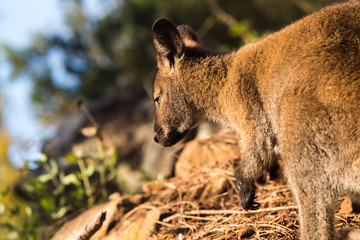 Wallaby in natural background lit by grazing light
