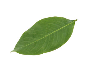 Obraz premium green leaf isolated on a white background
