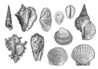 Seashell collection, engraving, illustration, drawing collection