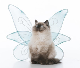 female ragdoll kitten