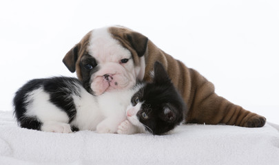 puppy and kitten