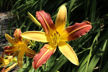 Red, orange and yellow hybrid 