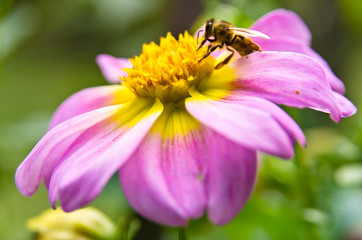 Closeup of a bee on a large magenta flower sucking pollen at garden