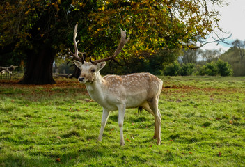 Male fallow deer in parkland