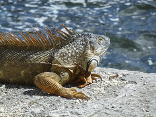 Close up of iguana head against the sea