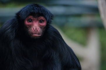 Red-Faces Spider Monkey