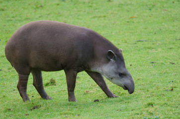 Brazillian Tapir