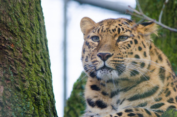 Amur Leopard looks out