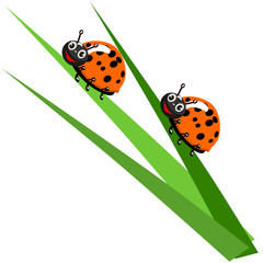 Ladybug on leaf