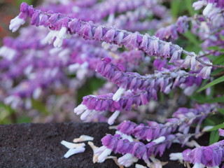 アメジストセ-ジ