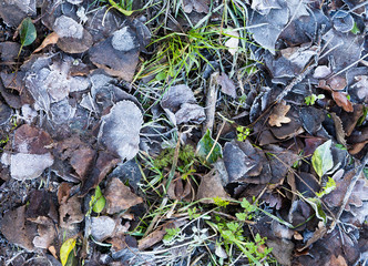 Frozen leaves on the ground in winter mornings background textur