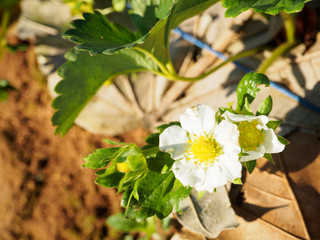 Flowering Strawberry Story