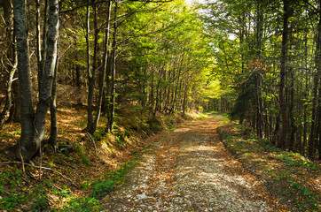 Gravel mountain road thru forest at Bobija mountain, west Serbia