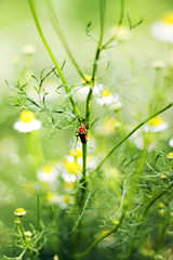 Some beetle among daisies