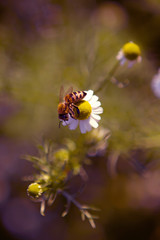 macro shot . bee on the flower