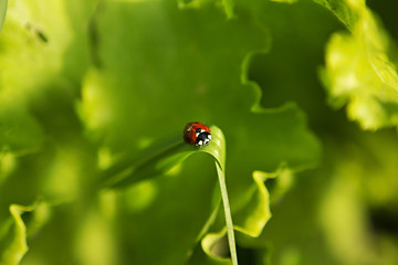 Ladybug on a grass