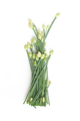 Fototapeta premium Garlic Chives Flower. Nira