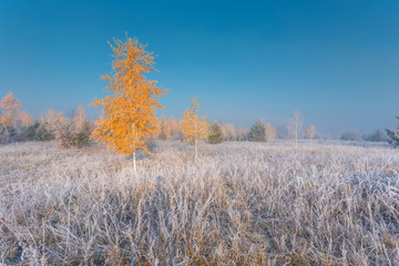 Yellow birch tree on autumn frosty meadow at dawn.