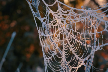 Frozen October morning cobwebs