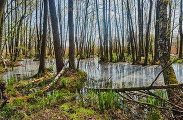 Spillage small deciduous forest river in the spring in Poland.