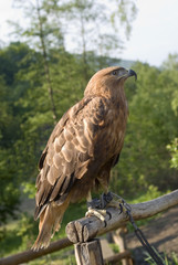 Golden Eagle in captivity