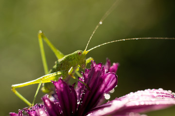 green grasshopper resting on a purple flower