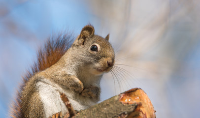 Cute and adorable, Red squirrel comes out when Springtime comes.  Sitting on a branch, paws tucked to chest, looking at camera.